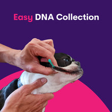 Load image into Gallery viewer, Geno Pet Dog Breed Identification DNA test
